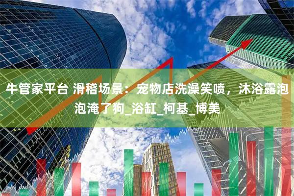牛管家平台 滑稽场景：宠物店洗澡笑喷，沐浴露泡泡淹了狗_浴缸_柯基_博美